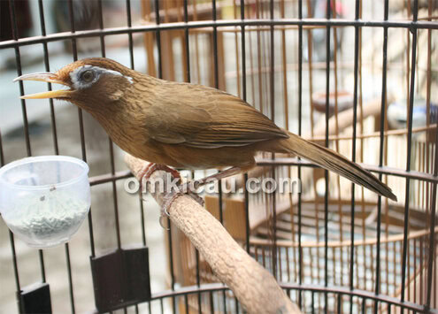 Burung hwamei