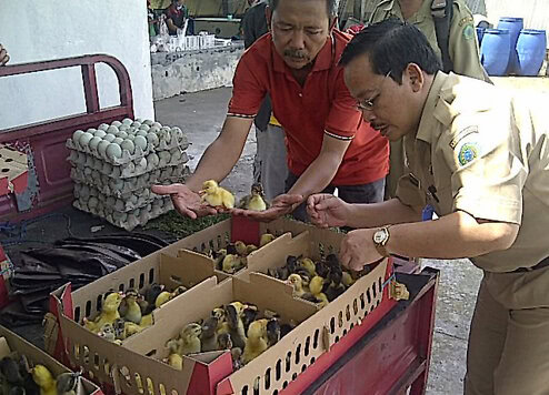 DOD bebek hibrida
