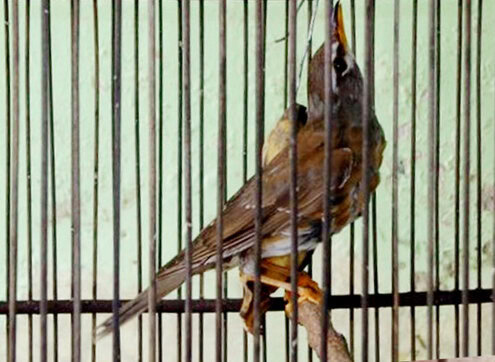 burung anis kuning