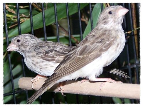 Sepasang burung sanger yang sudah berjodoh dan siap ditangkarkan