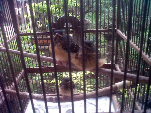 Didik 88 Bird Farm Jambi