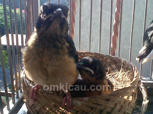 Anakan murai black tail yang baru saja dipanen.