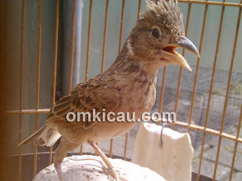 burung branjangan