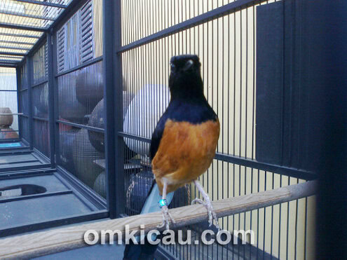 Murai batu King Cobra milik Desly