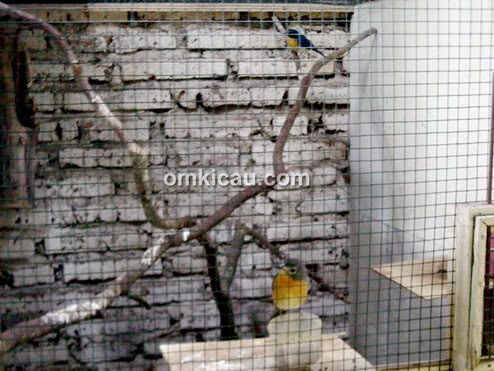 Kandang breeding tledekan