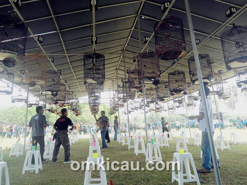 Kelas murai batu