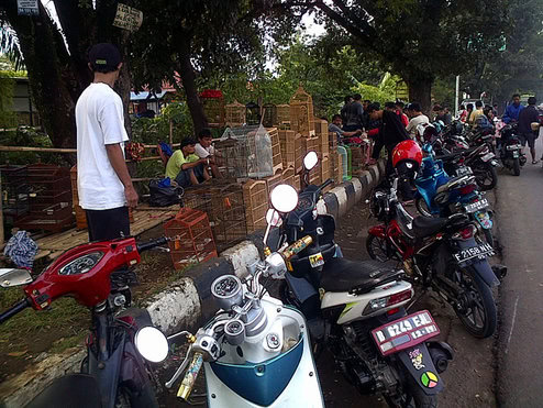 Pedangan burung di seputar jalan raya cibinong ( Foto: Safari tnol : tnol.co.id)