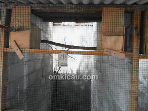 Didik 88 Bird Farm Jambi