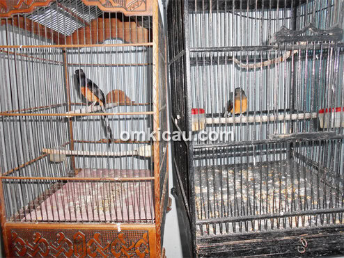 Didik 88 BF Jambi