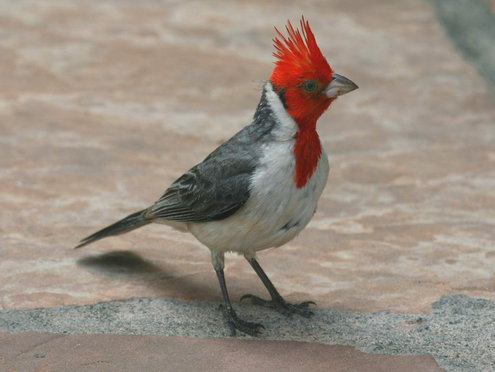Red-crested cardinal