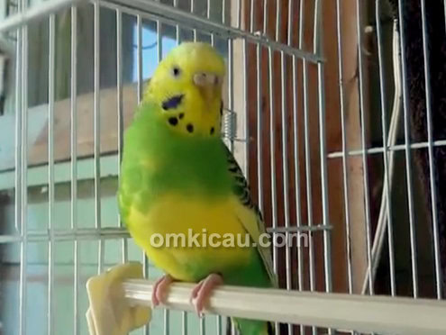 Suara burung parkit