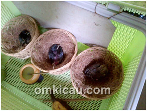Anakan murai dan cucakrowo