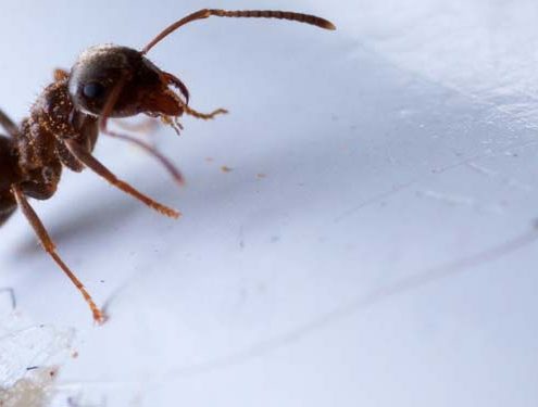 Tratamos y erradicamos cualquier tipo de plaga en su hogar o empresa, hormigas, cucarachas, termitas, chinches de cama, pulgas, etc…