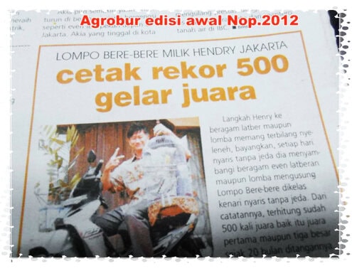 Kenari Lompo Bere-Bere