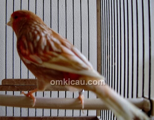 phaeo red mozaic