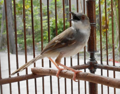 Burung ciblek