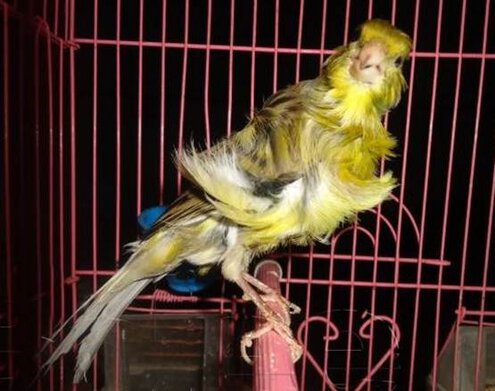 Kenari Paris atau Parisian Fril