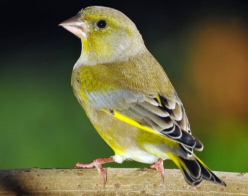 Extra fooding untuk burung finch