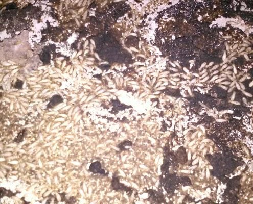 Plaga de termitas