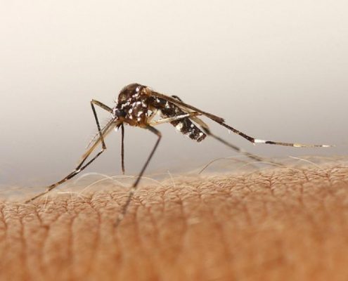 Mosquito tigre Sevilla Mosquito tigre Sevilla