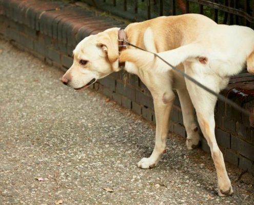 evitar pipis perros en paredes