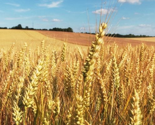 campo di grano per rubrica agrifood
