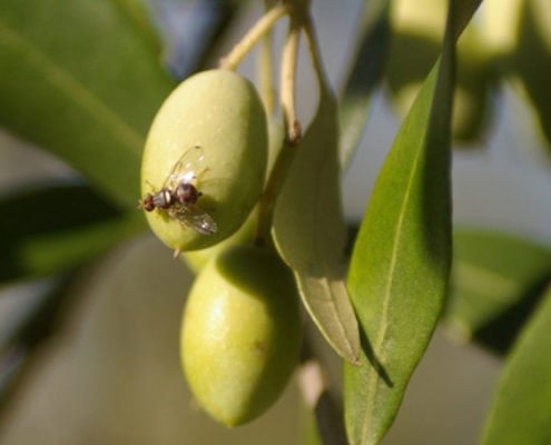 olive fly control
