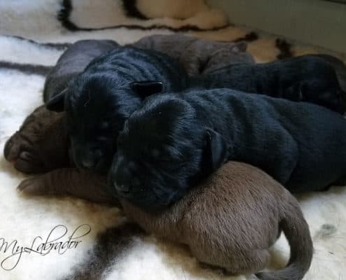 Cucciolata labrador nero chocolate "Hope x Kenya"