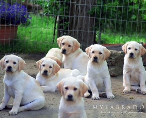 Golden Retriever e Labrador: cani che trasmettono felicità