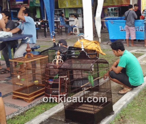 Even latber menjadi media efektif untuk melihat burung prospek.
