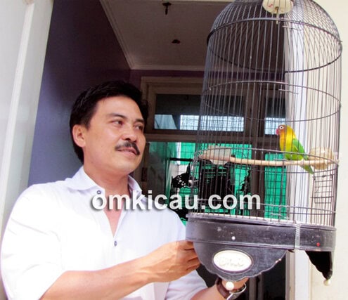 lovebird Janda