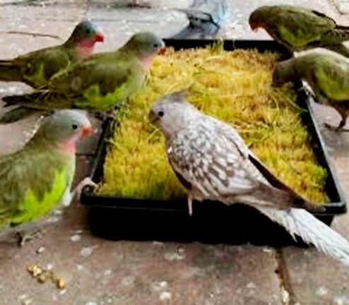 Burung-burung sedang sarapan rumput gandum.
