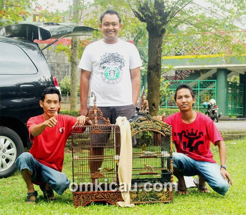 Helmi Asalvo dan kenari Green Crown