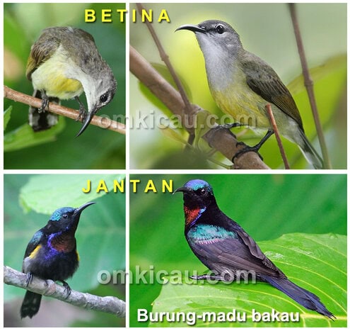 Sebagai burung dimorfik, jenis kelamin burung-madu mudah dibedakan.