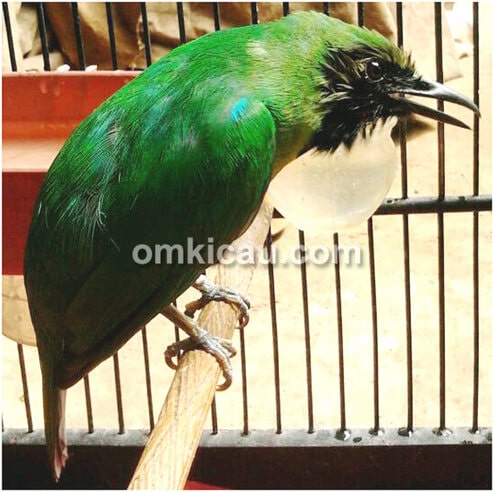 Cucak hijau Mr Granat