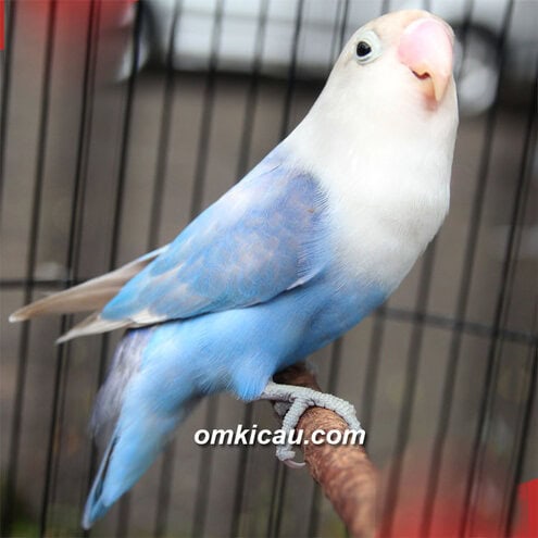LOVEBIRD ELANG BIRU