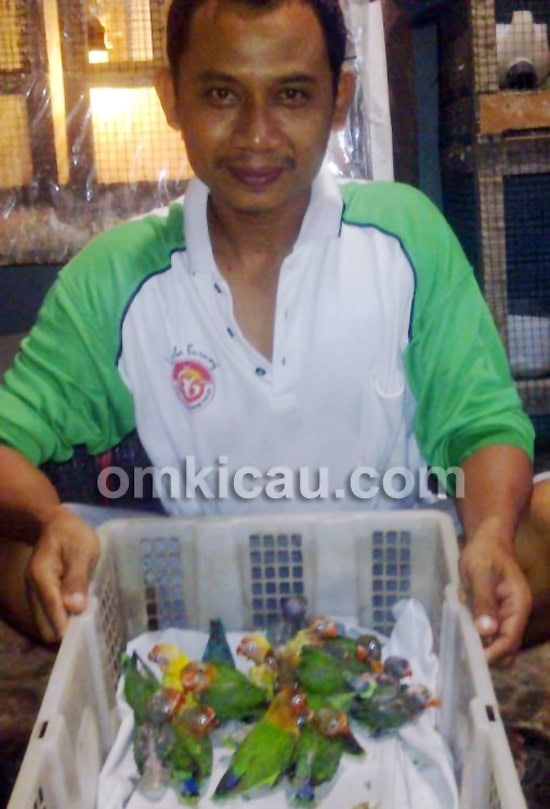 Inilah sebagian lovebird hasil breeding SZ Bird Farm Sampit.