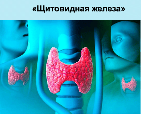 Щитовидная железа