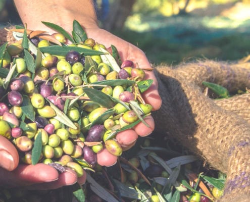 OLIWES for olive grove management