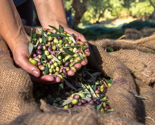 OLIWES Olive Warning Enterprise Suite | Agricolus