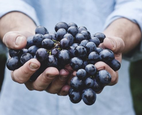 harvest for grape ripening