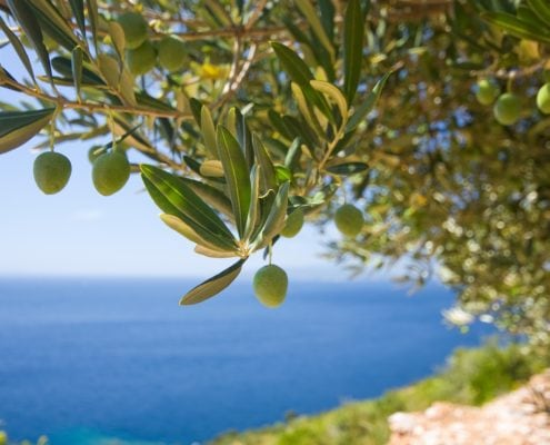 olive tree