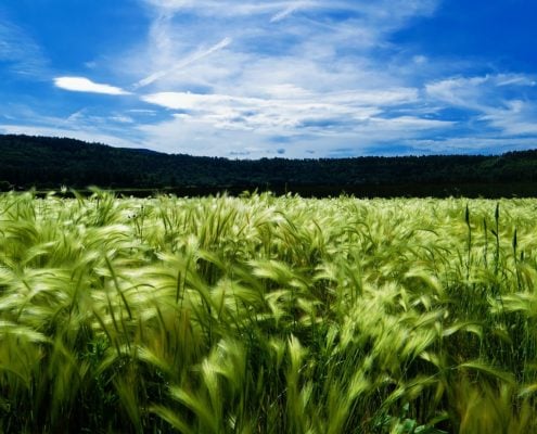 vigoria campo di orzo