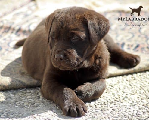 Perché un Labrador: cosa c'è dietro un cane di razza