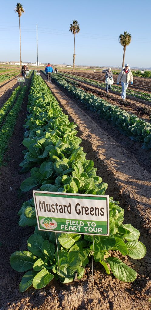 Row of leafy greens growing in dirt field. Sign on row says "Mustard Greens."