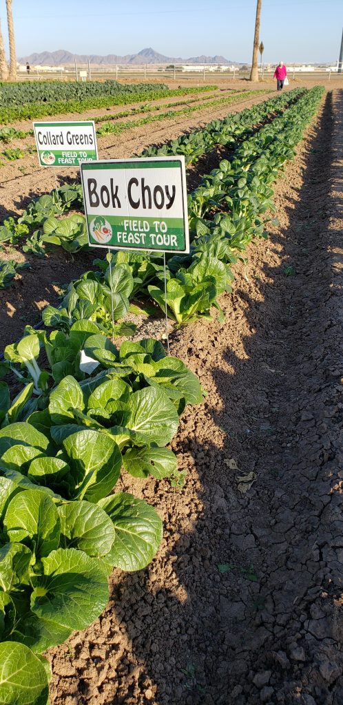 Row of leafy greens growing in dirt field. Sign on row says "Bok Choy."