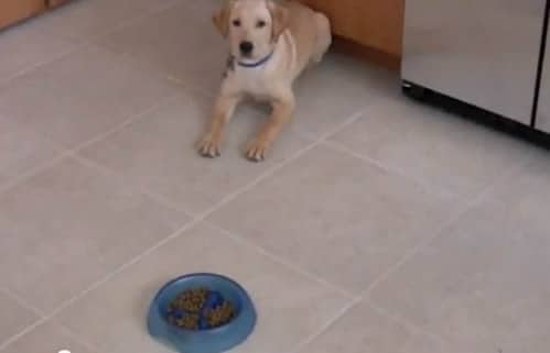 Derby And His Slow Feeder Dog Bowl Derby And His Slow Feeder Dog Bowl
