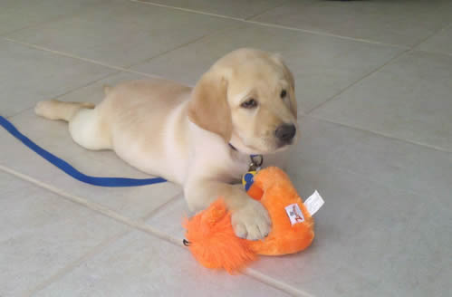 Yellow Labrador Retriever Yellow Labrador Retriever