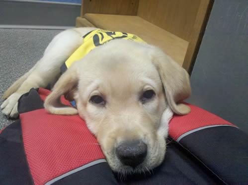 New Puppy New Puppy