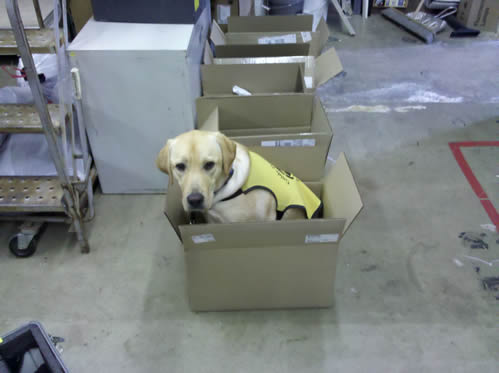 Dog Blogs Dog Blogs